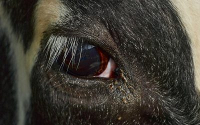 Green Toxicology: Making NAMs Part of the Green Chemistry Tool Box