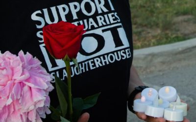 Mahnwache Schlachthof Augsburg